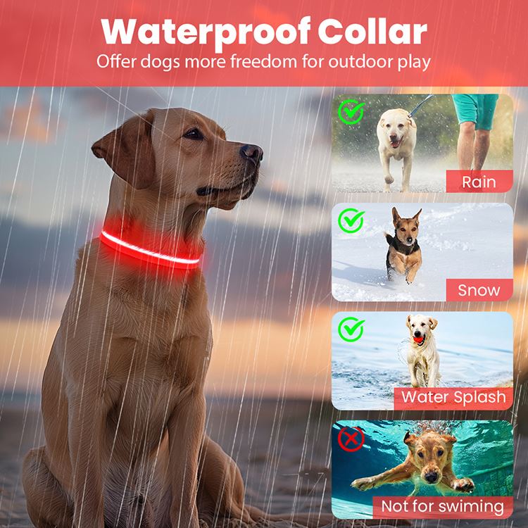 Lighted Dog Collars For Small Dogs
